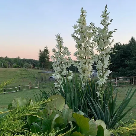 Pod Papugami * Prabuty (Kwidzyn)