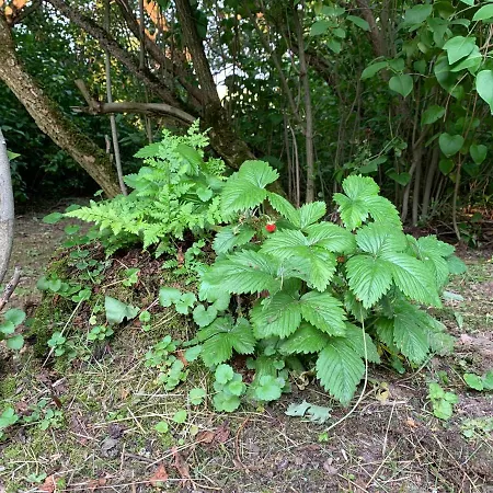 Pod Papugami 山林小屋 Prabuty (Kwidzyn)