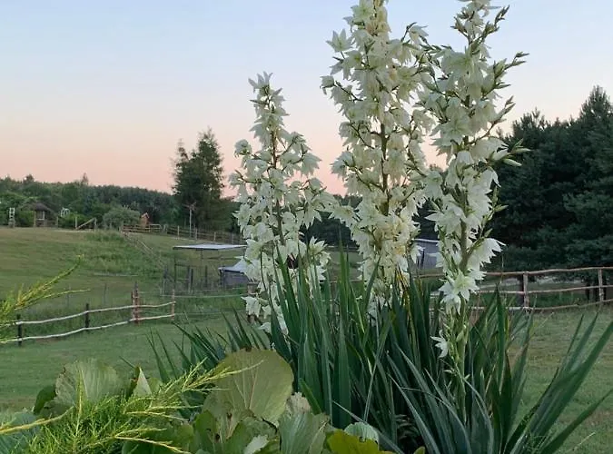 Pod Papugami * Prabuty (Kwidzyn)