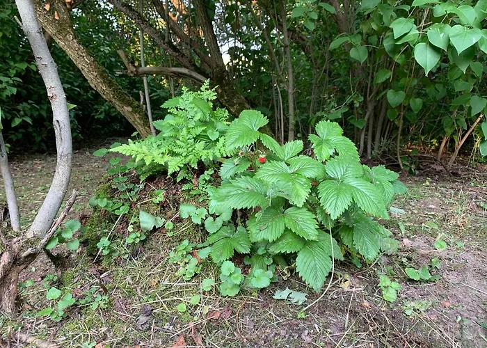 Pod Papugami Hytte Prabuty (Kwidzyn)